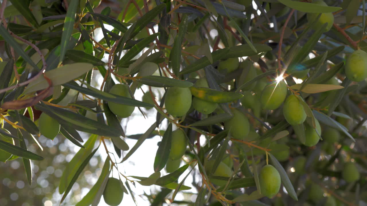в средиземноморском саду зеленое оливковое дерево и солнечный луч