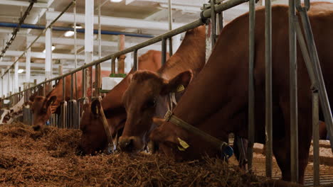 a super happy friendly cute brown dairy milk cow enjoying and eating some delicious yummy tasty grass weed inside of a local milk production farm on a cold winters day farmer