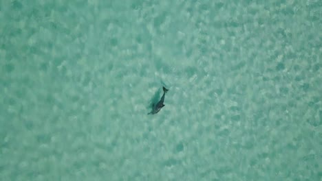 dolphin swimming in the shallow waters of indian ocean near the shore of western australian outback on a hot weekend day