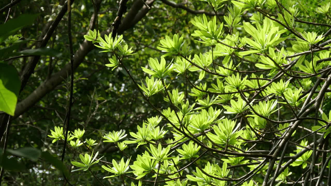 Bright Green Leaves of a Tropical Tree