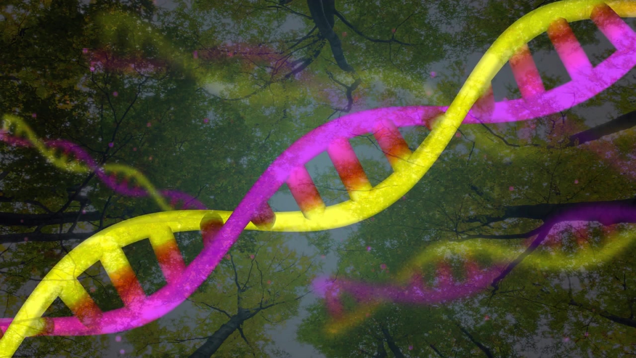 Yellow ribbon rising left magenta strand rising right forming double helix adding depth over canopy