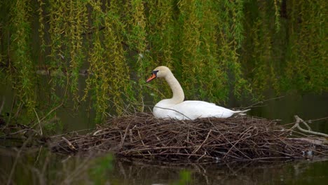 a swan sits in a nest on a pond 01