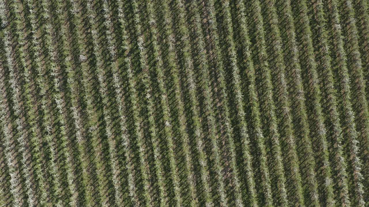 toma superior de un dron - toma aérea de una flor de manzana blanca y soleada en un campo grande 30p
