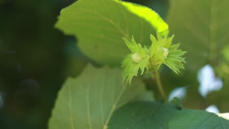 close-up of green hazelnuts on a hazel tree