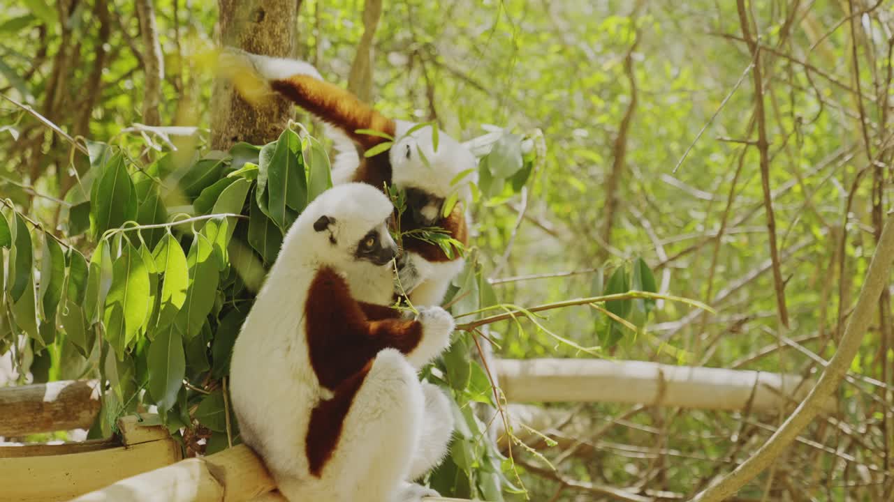 dos lémures sifaka comiendo hojas en el árbol