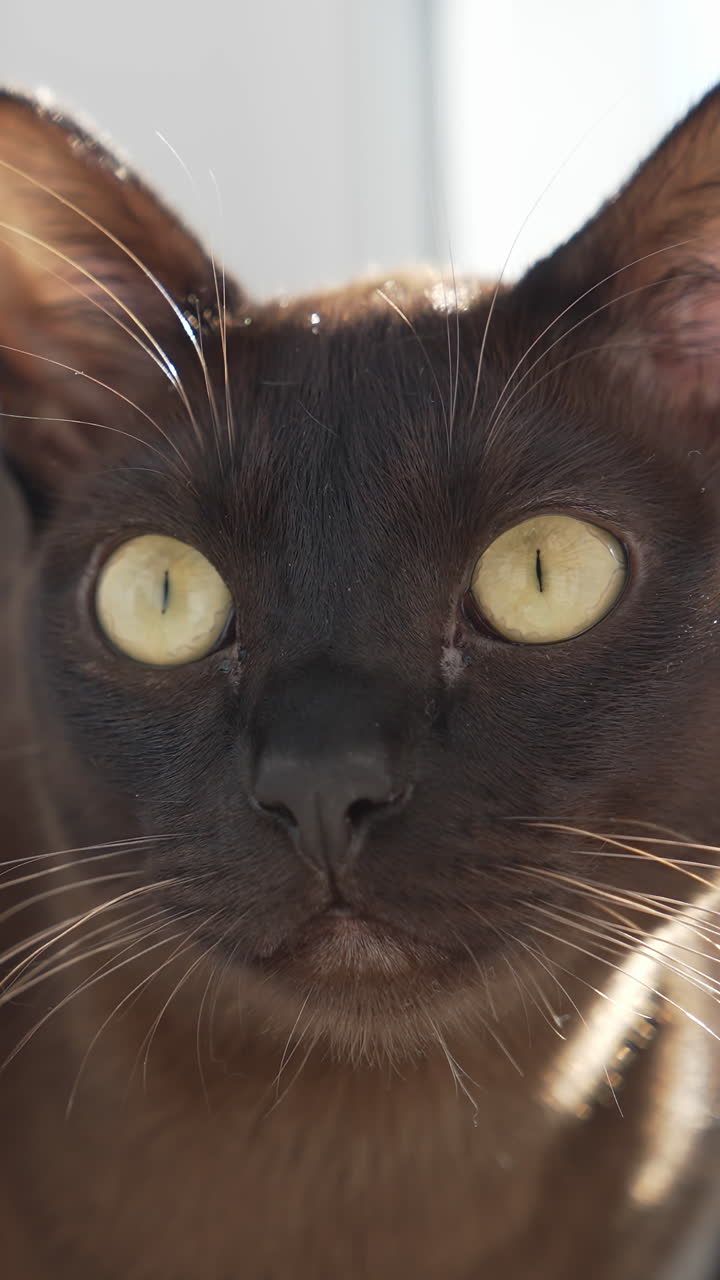 Brown burmese cat with chocolate fur color and yellow eyes gazing Vertical video