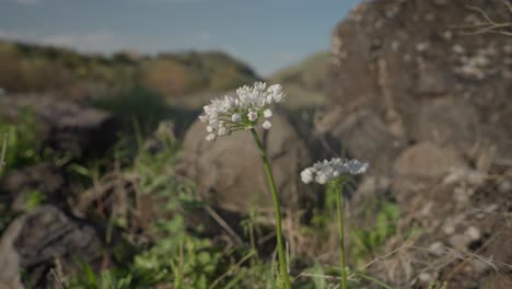 neapolitan garlic grows on the banks of the jordan river