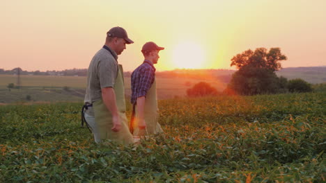 father farmer and son together carry a box with a crop on the field family agribusiness