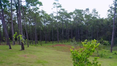 Green-Grassland-At-Jarabacoa,-La-Vega