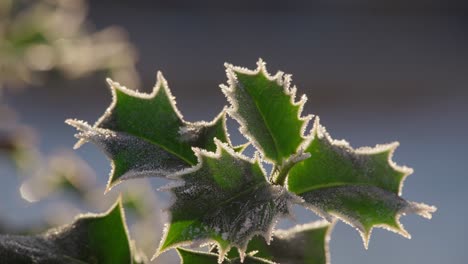 Kalte-Winteraufnahmen-Eines-Stechpalmenstrauchs-Mit-Reifen-Roten-Beeren,-Die-Von-Morgenfrost-Bedeckt-Sind