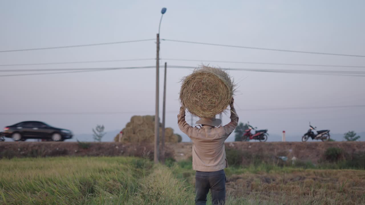 Farmer carrying hay bales on their head in a rice paddy field
