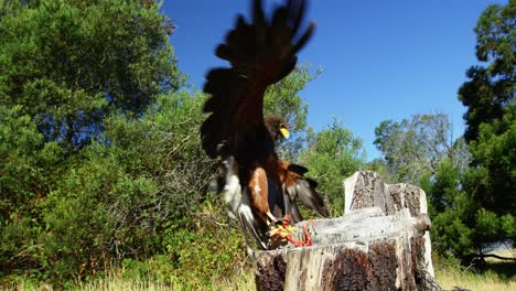 Falcon-eagle-perching-on-tree-stump