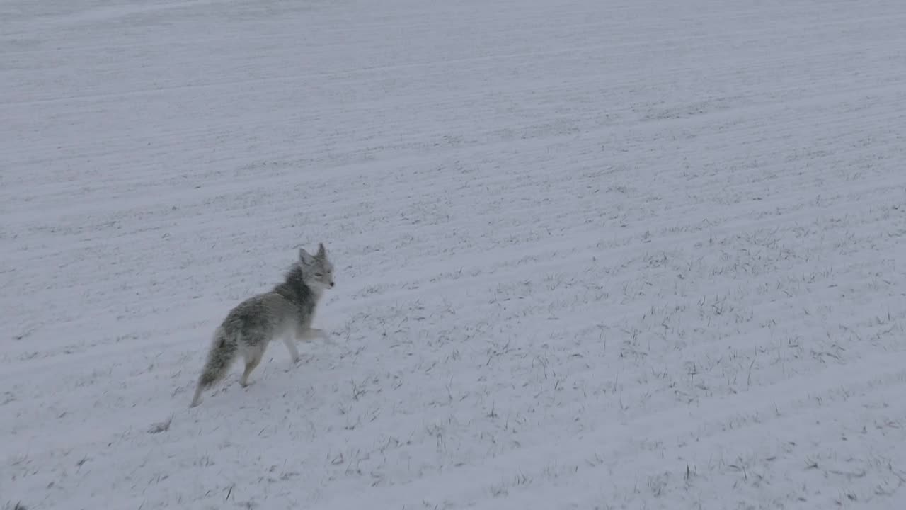 Prærieulv løber i sneklædt mark i slowmotion
