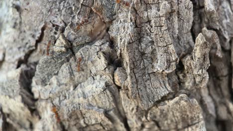 Ants-walking-on-the-bark-of-a-tree