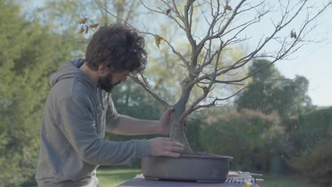 young bearded man place tree into pot in spring time. beech bonsai repotting. home gardening concept.