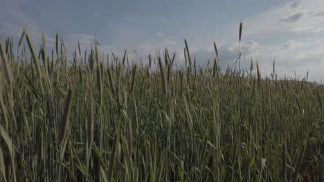 un campo de trigo en un día soleado, el viento mueve las cañas