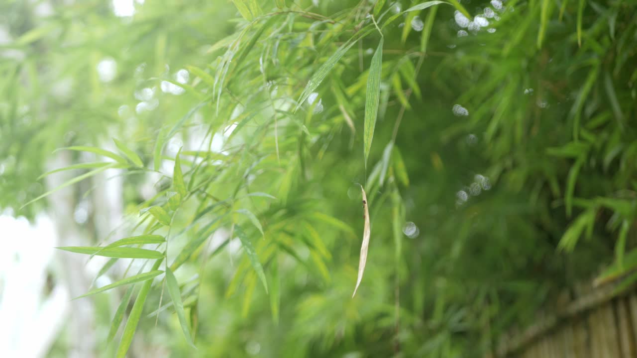 태국 북부 치앙마이에서 햇빛이 비치는 자연 녹지 대나무 숲 정글의 꼭대기를 낮은 각도로 올려다 보세요