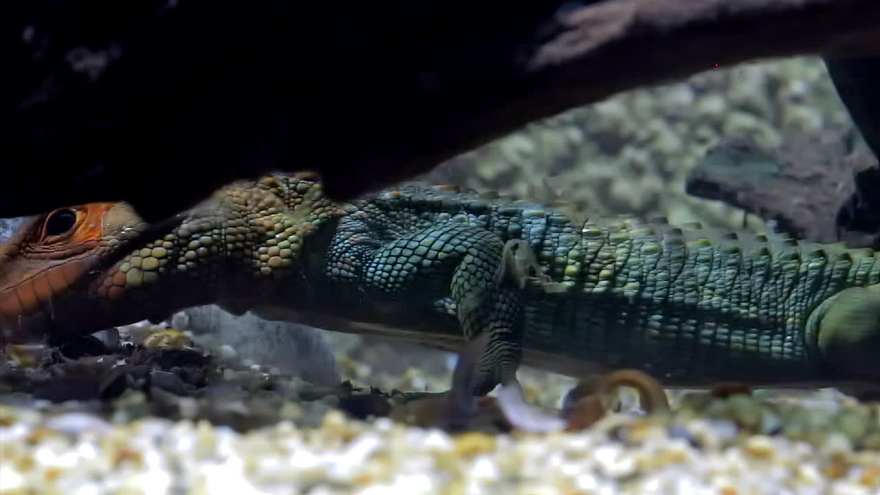 물속에 있는 카이만 도마뱀의 모습