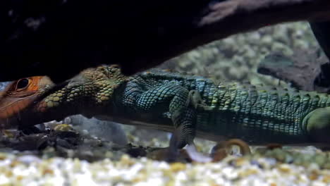 una mirada al lagarto caimán bajo el agua