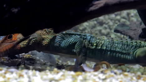 a look at the caiman lizard under water