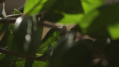 Close-up-shot-of-sunlight-falling-on-plant-with-green-leaves-on-a-spring-morning