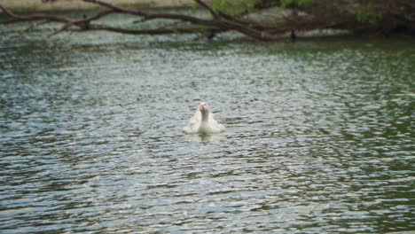 A-snow-white-goose-swimming-towards-camera-in-a-lake-with-vegetation-in-background