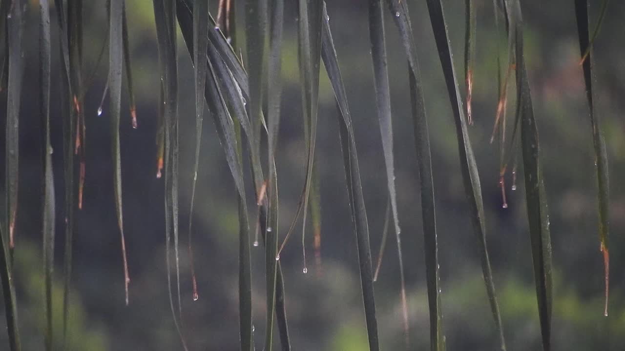 Palm tree leaves with falling rain drops during a rainstorm