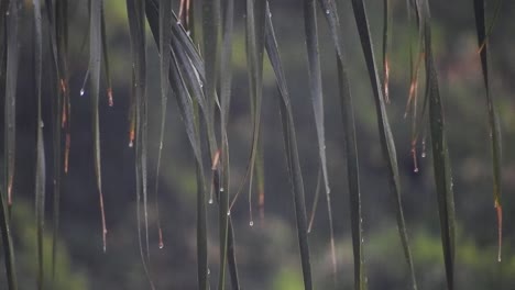 Palm-tree-leaves-with-falling-rain-drops-during-a-rainstorm