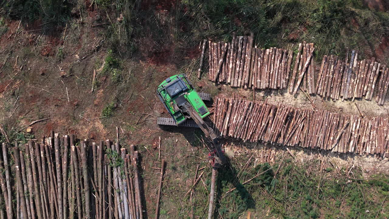 Cut Trunks of lumbering, Stock In Forest while Timberland Deforestation. Crane mashine puts Wood Trees on top of others, Working Process In Timberland, logging