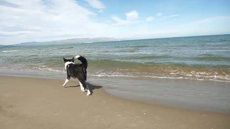 border collie playing with water on the beach