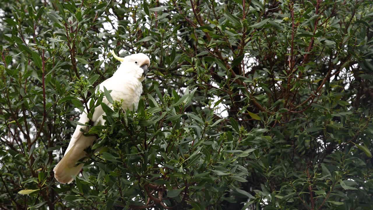 una cacatúa se sienta en un árbol