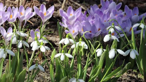 beautiful snowdrops and crocus flowers