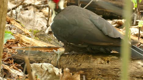 A-Pileated-Woodpecker-pecks-at-a-log,-looking-for-food-and-then-hops-away