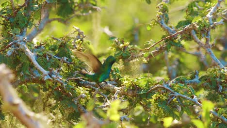 a beautiful blue-tailed emerald hummingbird hovering and drinking nectar with it's long beak - medium shot