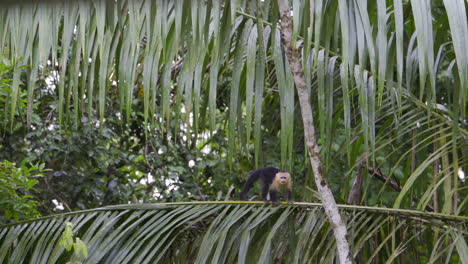 panamanian white-faced capuchin young, walking over a branch and looking at camera, slowmotion