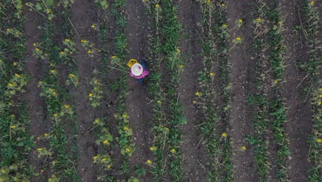 sunflower farmer walking through her field