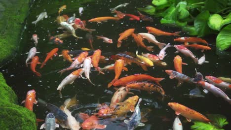 un grupo de peces koi nadando alrededor del estanque a cámara lenta