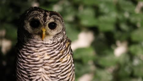 owl perched, turning head, observing surroundings