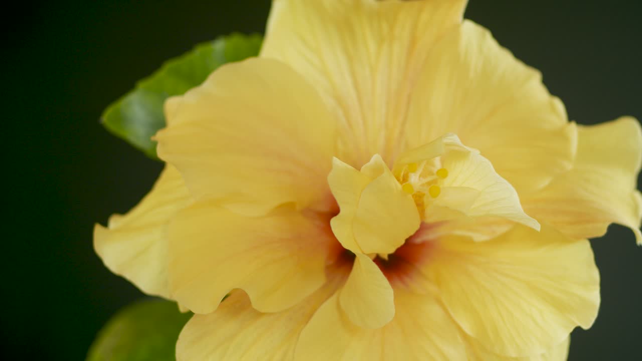 Grande fiore giallo di Hibiscus rosa-sinensis che ruota su una piattaforma girevole.
