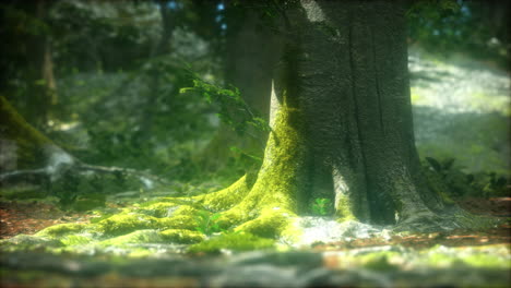 tree roots and sunshine in a green forest