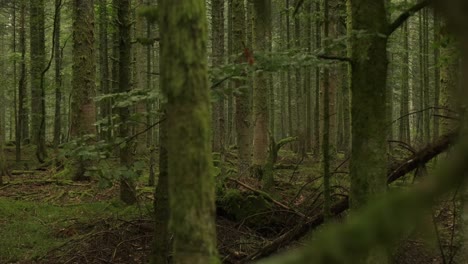 slow trucking shot through trees in a humid creepy dark forest in slow motion