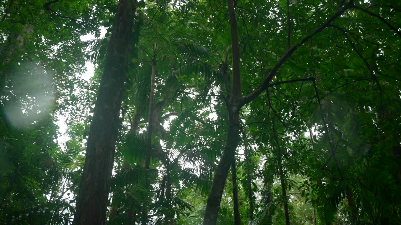 시 ⁇ 스 의 마헤 섬 에 있는 빅토리아 의 식물원 에서 나오는 놀라운 식물 들 의 영상