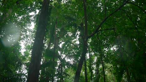 video of incredible plants from a botanical garden in victoria on mahe island in seychelles