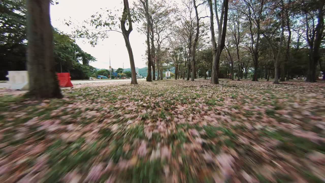 Dynamic FPV drone footage soars through a canopy of blooming Tabebuia Rosea trees set against a vibrant cityscape with winding roads and mountain backdrops.