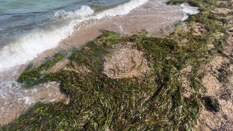 green seagrass washed up on the shore by the sea