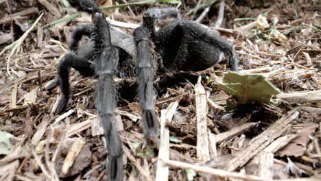 tarántula caminando en el suelo del bosque cerca de macro
