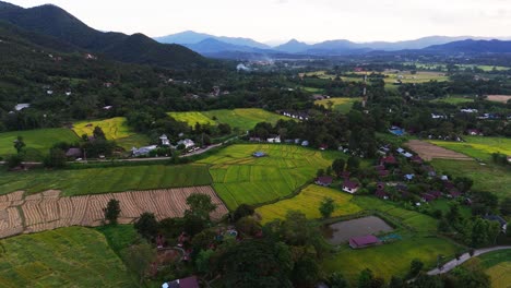 aerial
