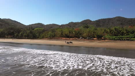 tracking aerial drone footage with waves crashing on a beach, horses against a tropical forest background with blue skies in costa rica