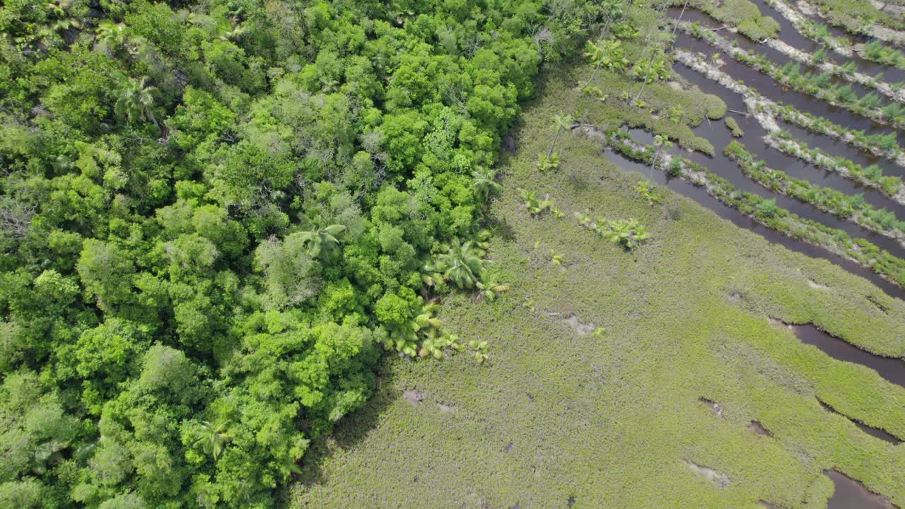Cap Ternay mangrovu drone çekimi, kaydırma çekimi, Mahe Seychelles 30fps 8