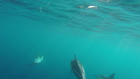 three dolphins swim close to a speedboat, underwater shot